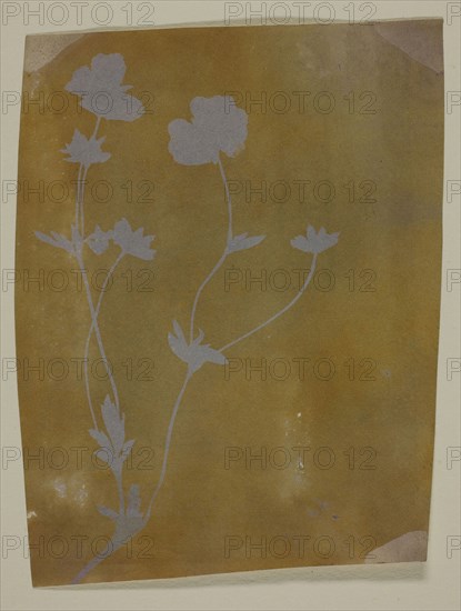 Stem of Leaves and Flowers, c. 1835/37, William Henry Fox Talbot, English, 1800–1877, England, Photogenic drawing, stabilized (fixed) in potassium iodide, potassium bromide or ammonia water, 11.3 × 8.5 cm (image/paper)