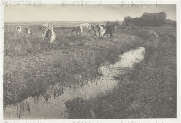 Cattle on the Marshes, 1886, Peter Henry Emerson, English, born Cuba, 1856–1936, England, Platinum print, pl. XXX from the album "Life and Landscape on the Norfolk Broads" (1886), edition of 200, 18.9 × 28.3 cm (image/paper), 28.5 × 40.6 (album page)
