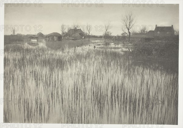 A Rushy Shore, 1886, Peter Henry Emerson, English, born Cuba, 1856–1936, England, Platinum print, pl. XXXV from the album "Life and Landscape on the Norfolk Broads" (1886), edition of 200, 20 × 29.1 cm (image/paper), 28.5 × 40.6 cm (album page)