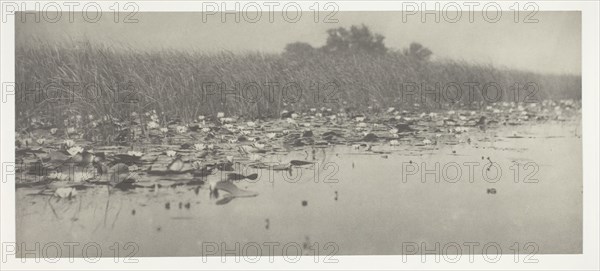Water-Lilies, 1886, Peter Henry Emerson, English, born Cuba, 1856–1936, England, Platinum print, pl. VIII from the album "Life and Landscape on the Norfolk Broads" (1886), edition of 200, 12.3 × 28.5 cm (image/paper), 28.6 × 41 cm (album page)