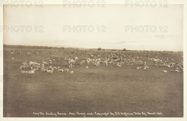 The Lambing Camp, 1894, Laton Alton Huffman, American, 1854–1931, United States, Gelatin silver print, 19.1 x 30.5 cm (7 1/2 x 12 in., image/paper)