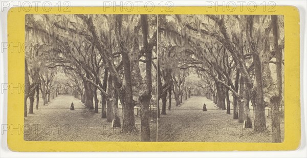 Bonaventure, 1860/80, J. N. Wilson, American, 1827–1897, United States, Albumen print, stereo, 7.6 x 7.9 cm (left image), 7.6 x 7.6 cm (right image), 8.7 x 17.6 cm (card)