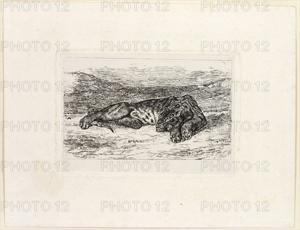 Tiger Resting in the Desert, 1846, Eugène Delacroix, French, 1798-1863, France, Etching on white chine, laid down on white wove paper, 87 × 127 mm (chine), 90 × 133 mm (plate), 165 × 212 mm (sheet)
