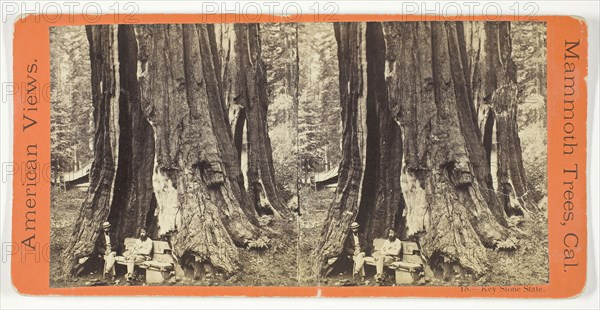 Key Stone State, 1870/71, Anthony & Company, American, active 1848–1901, United States, Albumen print, stereo, No. 18 from the series "American Views, Mammoth Trees, California
