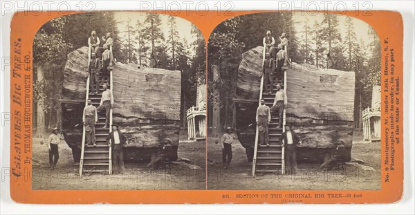 Section of the Original Big Tree, 30 feet diameter, 1868/70, Thomas Houseworth & Co., American, 1828–1915, United States, Albumen print, stereo, No. 801 from the series "Calaveras Big Trees