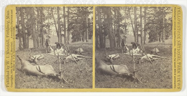 Successful Hunters dressing Elk, 1876, William I. Marshall, American, active late 19th century, United States, Albumen print, stereo, No. 56 from the series "Yellowstone National Park Views