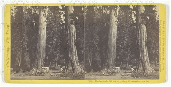 The Sentinels, 315 feet high, diam. 20 feet, Calaveras County, 1870, John P. Soule, American, 1828–1904, United States, Albumen print, stereo, No. 1090 from the series "California -- Big Trees