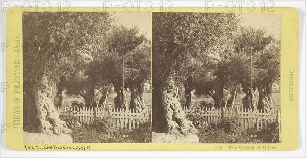 The Garden of Olives, Jerusalem, 1860/85, Félix Bonfils, French, 1831–1885, France, Albumen print, stereo, No. 576 from the series "Views of Palestine