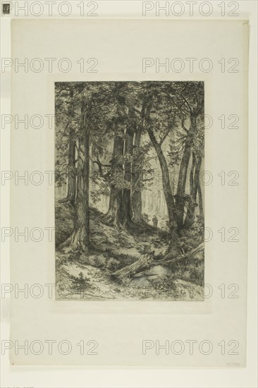 A California Forest, 1888, Mary Nimmo (American, 1842-1899), Thomas Moran (American, born England, 1837-1926), United States, Etching and roulette on paper, 297 x 203 mm (image), 325 x 223 mm (plate), 469 x 322 mm (sheet)