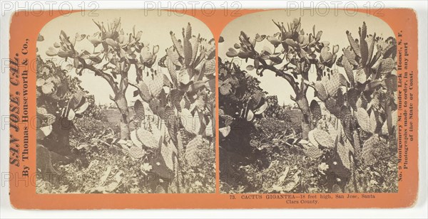 Cactus Gigantea, 18 feet high, San Jose, Santa Clara County, c. 1868, Thomas Houseworth & Co., American, 1828–1915, United States, Albumen print, stereo, No. 73 from the series "San Jose, Cal.