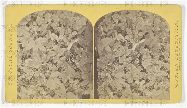 Sensitive Plant, 1870, Timothy O’Sullivan, American, born Ireland, 1840–1882, United States, Albumen print, stereo, 7.6 x 9 cm (each image), 10 x 17.7 cm (card)