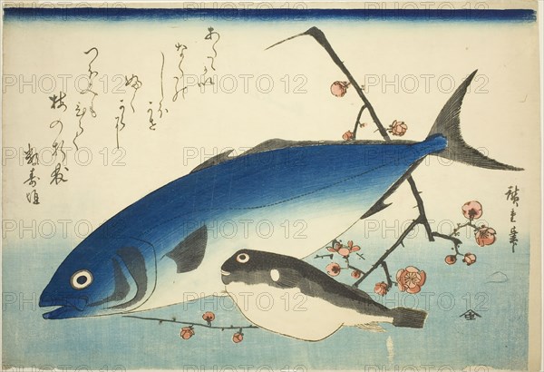 Yellowtail, blowfish, and plum branch, c. 1840/42, Utagawa Hiroshige ?? ??, Japanese, 1797-1858, Japan, Color woodblock print, oban, 37 × 26 cm
