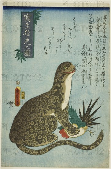 Picture of a Ferocious Tiger Drawn from Life (Shasei moko no zu), 1860, Utagawa Kunimaro I, Japanese, active c. 1850–75, Japan, Color woodblock print, oban, 24.5 x 37.2 cm