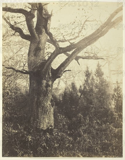 Untitled, c. 1860, Eugène Cuvelier, French, 1830–1900, France, Albumen print, 25.6 × 19.9 cm (image/paper)