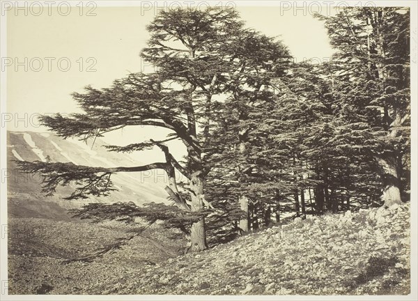 Cedars of Lebanon, c. 1870, Félix Bonfils, French, 1831–1885, France, Albumen print, 28 × 39.2 cm (image/paper), 48.9 × 62.9 cm (mount)