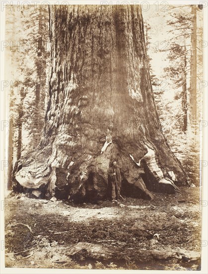 Section of the Grizzly Giant with Galen Clark, Mariposa Grove, Yosemite, 1865/66, Carleton Watkins, American, 1829–1916, United States, Albumen print, 51.5 x 38.5 cm (image/paper)