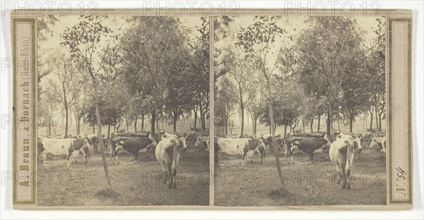 Untitled, 1850/77, A. Braun, French, 1811–1877, France, Albumen print, stereo, 8 × 7.2 cm (each), 8.5 × 17.1 cm (card)