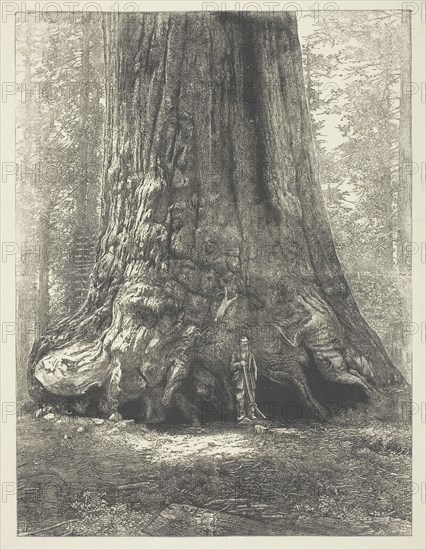 Copy of Carleton Watkins’ Galen Clark Before the Grizzly Giant, c. 1863, after Carleton Watkins (American, 1829–1916), United States, Print on paper from woodcut engraving, 23 x 17.3 cm (image), 33.9 x 25.4 cm (paper)