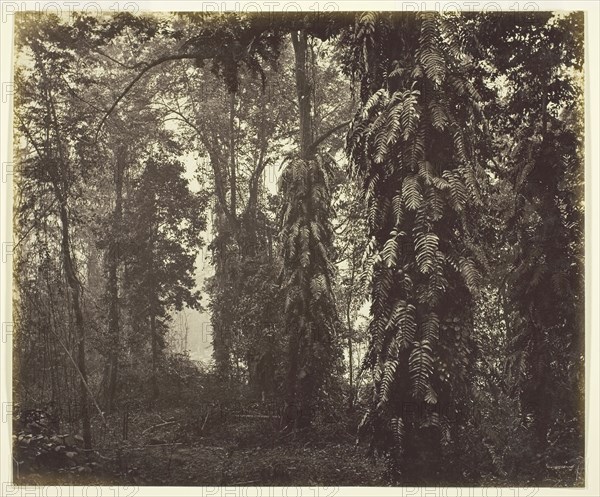 Darjeeling, India, c. 1865, Samuel Bourne, English, 1834–1912, England, Albumen print, 23.6 × 28.5 cm (image/paper)