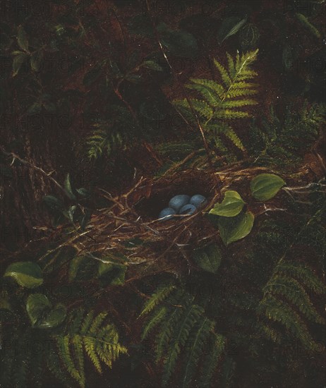 Bird’s Nest and Ferns, 1863, Fidelia Bridges, American, 1834–1923, United States, Oil on panel, 20 × 16.8 cm (7 7/8 × 6 5/8 in.)