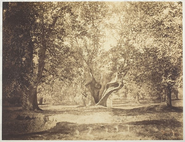 Tree, Forest of Fontainebleau, c. 1856, Gustave Le Gray, French, 1820–1884, France, Albumen print, 31.8 × 41.6 cm (image/paper), 53.2 × 71.1 cm (mount)