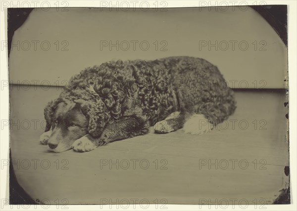 Untitled (Dog), 1850/99, Maker unknown, American, 19th century, United States, Tintype, 12.5 x 17.7 cm (image/plate)