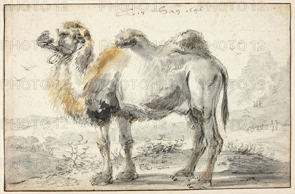A Camel, 1646, Cornelis Saftleven, Dutch, 1607-1681, Holland, Black chalk and brush and black wash, with touches of brown and ochre chalk, on ivory laid paper, 204 x 313 mm