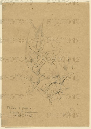 Plant Form Study, 1885, Louis H. Sullivan, American, 1856-1924, United States, Pencil on paper, 19.8 × 14 cm (18 × 14 in.)