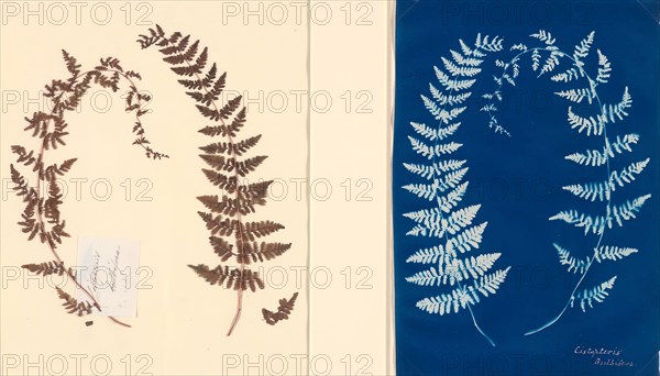 From the Hatton Fern Album, c. 1850, Anonymous, English, 19th Century, England, Cyanotype fern study and original fern template, 37.4 × 26 cm (template paper), 23.3 × 18 cm (cyanotype image), 27.7 × 19.3 cm (cyanotype paper)