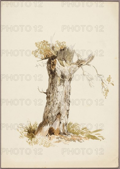 Tree Trunk I, n.d., Style of William Callow, English, 1812-1908, United Kingdom, Watercolor over traces of graphite on ivory wove paper, 357 x 252 mm
