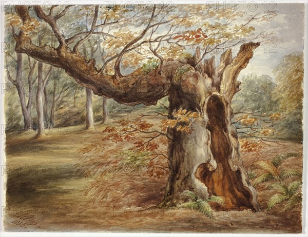 Rotting Tree, 1850, Elizabeth Murray, English, c. 1815-1882, England, Watercolor over graphite on ivory wove paper, 200 mm × 260 mm
