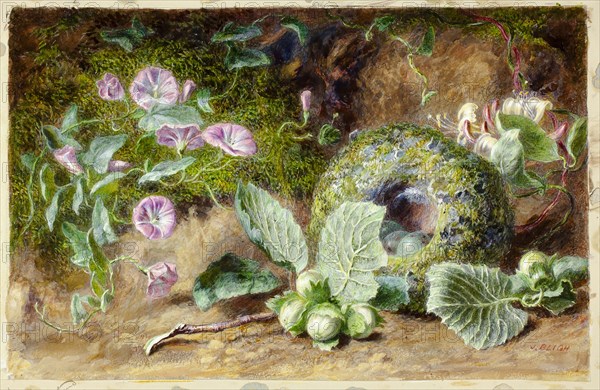 Convobuli and Nest, c. 1863, Jabez Bligh, English, act. 1863-1889, England, Gouache on ivory wove paper, laid down on board, 197 × 310 mm