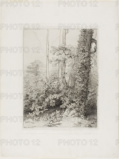 Bramble and Ivy, 1845, Eugène Blery, French, 1805-1887, France, Etching, with additions in dark gray pen and ink, on ivory wove chine collé on ivory wove paper, 257 × 196 mm (plate), 361 × 273 mm (sheet)