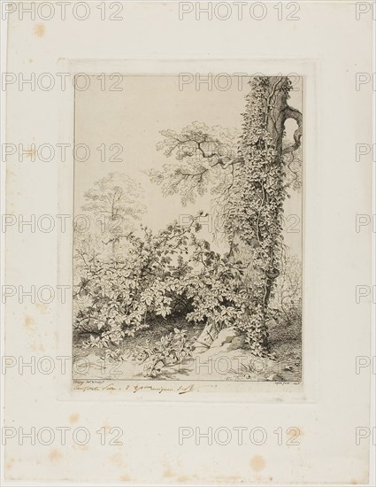 Bramble and Ivy, 1845, Eugène Blery, French, 1805-1887, France, Etching and drypoint on ivory wove chine collé on ivory wove paper, 257 × 196 mm (plate), 358 × 274 mm (sheet)