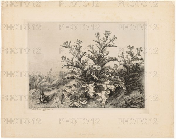 The Large Thistle, plate three from Les quatres grandes plantes, 1843, Eugène Blery, French, 1805-1887, France, Etching, roulette, and drypoint on cream chine collé, laid down on cream wove paper, 390 × 509 mm (plate), 545 × 695 mm (sheet)