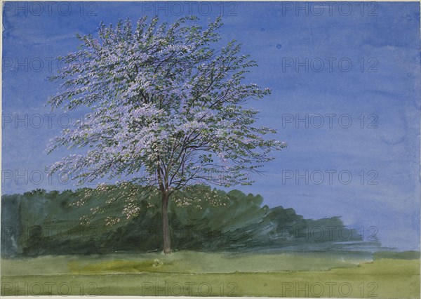 Study of a Tree in Bloom, c. 1835, William Turner, English, 1789-1862, England, Watercolor and gouache on ivory wove paper, 266 × 376 mm