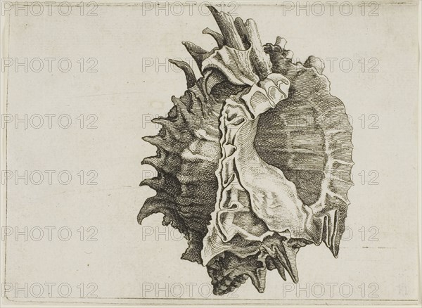 Pink-Mouth Murex (phyllonotus erythrostomus), c. 1646, Wenceslaus Hollar, Czech, 1607-1677, Bohemia, Etching on ivory laid paper, 97 × 133 (sheet, trimmed within plate mark at right)