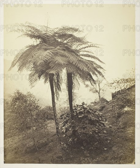 The Tree Fern, Prize Photo, 1863, Samuel Bourne, English, 1834–1912, England, Albumen silver print, 29.6 × 24.4 cm