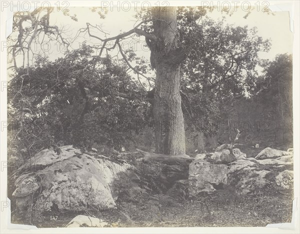 Forest and Rocks, Fontainebleau, 1860s, Achille Quinet, French, 1831–1900, France, Salted paper print, 19.2 × 24.9 cm (image/paper)