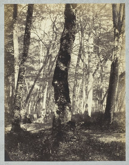 Study in the Barbizon Forest, 1860/69, Constant Famin, French, active 1863–1874, France, Albumen print, 25.2 × 19.5 cm (image/paper), 43.7 × 32.6 cm (mount)