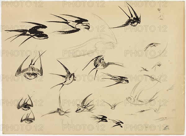 The Swallows, c. 1881, Félix Henri Bracquemond, French, 1833–1914, France, Pen and brush and black ink, with black chalk and graphite and touches of black Conté crayon, on tan wove paper, 277 × 377 mm