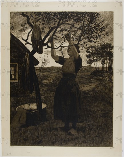 The Apple Tree, c. 1885, Willem Witsen, Dutch, 1860-1923, Holland, Etching on tan laid paper, 467 x 360 mm (plate), 528 x 410 mm (sheet)