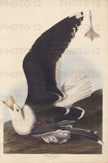 Black Backed Gull, 1826/39, Robert Havell (English, 1793-1878), after John James Audubon (American, 1785-1851), United Kingdom, Hand-colored engraving with aquatint and etching on cream wove paper, 966 x 648 mm (plate), 979 x 657 mm (sheet)