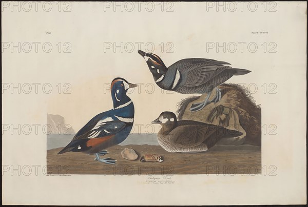 Harlequin Duck, 1826/39, Robert Havell (English, 1793-1878), after John James Audubon (American, 1785-1851), United Kingdom, Hand-colored engraving with aquatint and etching on ivory wove paper, 525 x 717 mm (plate), 655 x 979 mm (sheet)