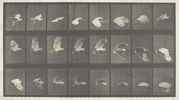 Animal Locomotion, Plate 758, 1887, Eadweard Muybridge, English, active United States, 1830–1904, England, Collotype, from "Animal Locomotion