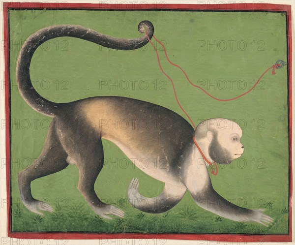 A Monumental Portrait of a Monkey, c. 1705–1710, India, Rajasthan, Mewar, Udaipur, attributed to the Stipple Master (active c. 1692-c. 1715), India, Opaque watercolor and gold on paper, outermost border: 48.5 × 58.7 cm (19 × 23 in.), Image: 45 × 56 cm (17.7 × 22 in.)