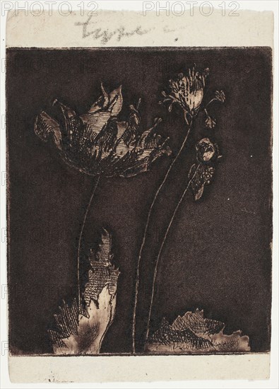 Last Poppies, 1897, Theodore Roussel, French, worked in England, 1847-1926, England, Mezzotint, etching and softground in dark blackish-brown on cream laid paper, 79 × 68 mm (image/plate), 96 × 68 mm (sheet)