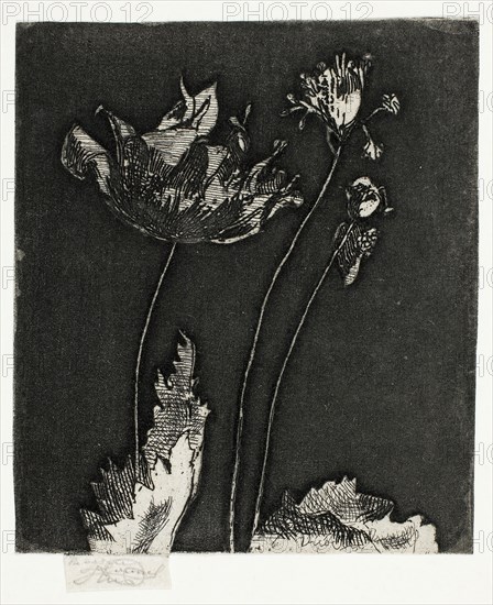 Last Poppies, 1897, Theodore Roussel, French, worked in England, 1847-1926, England, Etching and softground in black on ivory wove paper, 78 × 67 mm (image, trimmed within plate mark), 82 × 67 mm (sheet, with signature tab)