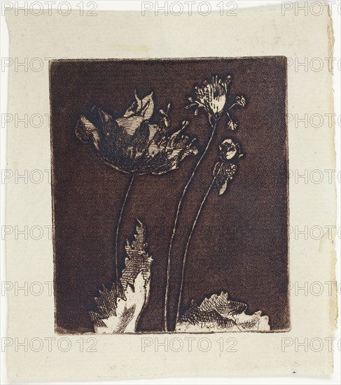 Last Poppies, 1897, Theodore Roussel, French, worked in England, 1847-1926, England, Etching and softground in dark reddish-brown on bluish-ivory laid paper, 79 × 68 mm (image/plate), 105 × 94 mm (sheet)