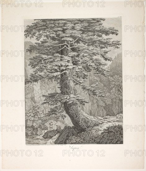 Fir Tree, 1801/02, Jacob Philipp Hackert, German, 1737-1807, Germany, Etching on ivory laid paper, 553 x 431 mm (image), 611 x 465 mm (plate), 732 x 631 mm (sheet), Emblems of Love (Amorum Emblemata), 1608, Otto van Veen (Flemish, 1556-1629) and Cornelis Boel (Flemish, c. 1576-c. 1621), published by Venalia apud Auctorem (Flemish, 17th century), Flanders, Book with engravings and letterpress in black on cream laid paper, 163 × 201 × 22 mm